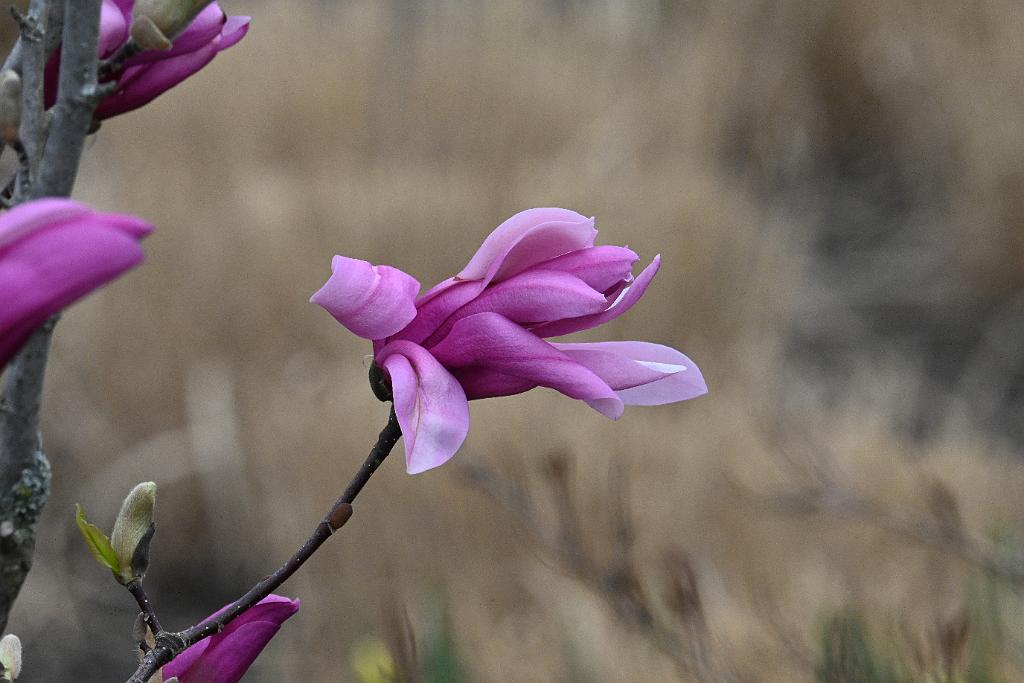 2025-04216486 Tower Hill Botanic Garden, MA.JPG - Magnolia. New England Botanic Garden at Tower Hill, MA, 4-21-2025